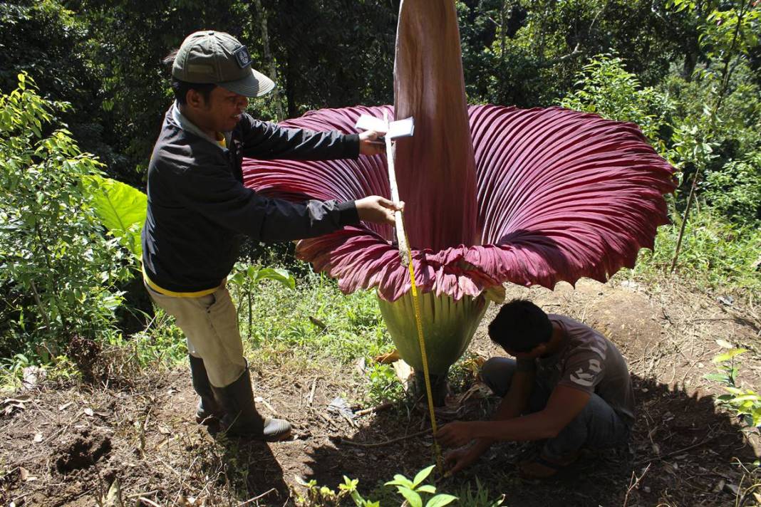 Dünyanın en kötü kokulu 'leş çiçeği' açtı! Kokudan kimse yanına yaklaşamıyor 1